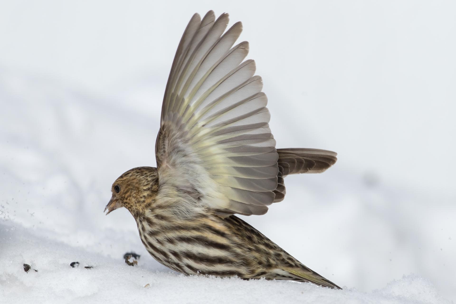 tarin-des-pins-pine siskin
